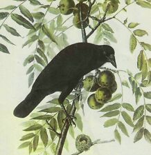 American Crow Bird 1946 Color Art Print John James Audubon Nature DWV2D picture