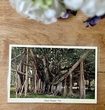 VINTAGE 1957 CURTEICHCOLOR “GIANT BANYAN TREE IN TROPICAL FLORIDA” POSTCARD picture