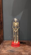Vintage 12 Inch Human Anatomy Skeleton with Dome Display picture