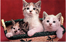 Postcard Three Happy Kittens Vintage Unposted picture