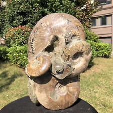 24.2LB   Natural Beautiful Ammonite Fossil Conch Crystal Specimen Healing picture