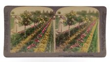 1901 Palace Versailles France Garden Colorized Underwood Stereograph 3D M272 picture