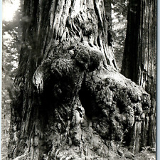 c1940s Cali RPPC Redwood Tree Burl Used For Novelty Carvings by Carpenters A165 picture