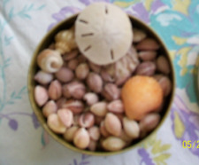LOT OF ASSORTED SMALL DECORATIVE SEA SHELLS 6 oz. tin full +sand dollar picture