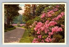 Biltmore NC-North Carolina House Approach Road Kalmia Vintage Souvenir Postcard picture