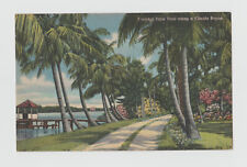 Postcard Bayou Florida Vintage Coconut Palm Trail c1940s Linen 454 picture