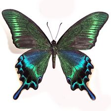 wholesale 50 PCS unmounted folded butterfly Papilio maackii SUMMER FORM China picture