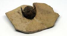 Metacanthina TRILOBITE Fossil Morocco 390 Million Years old #15780 14o picture