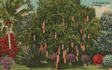Vintage Postcard A Sausage Tree Riviera Gardens Kigelia Pinnata Miami Florida FL picture