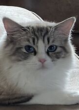 “RAGDOLL KITTEN” Cute Adorable Kitty Cat/Big Blue Eye Ragdoll 5X7 Glossy “CUTIE” picture