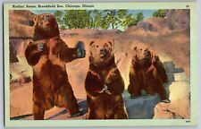 Chicago, Illinois - Kodiac Bears, Brookfield Zoo - Vintage Postcard - Unposted picture