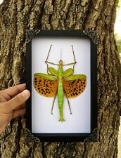 Framed Giant Walking Taxidermy Insect Specimen Oddities Decor Entomology Lover picture