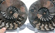 Dinosaur age PAIR 1-n-100 BLACK Ammonite XXLarge 200mm 110myo FOSSIL 8.0