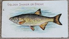 1910 T58 American Tobacco Fish Series Golden Shiner Or Bream picture