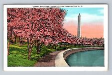 Washington DC, Cherry Blossoms, Potomac Park, Antique Vintage Postcard picture