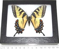Papilio glaucus female REAL FRAMED BUTTERFLY BLUE YELLOW BLACK TIGER SWALLOWTAIL picture