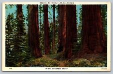 Sequoia National Park CA - In the Congress Group - Giant Sequoia  - Trail - 1935 picture