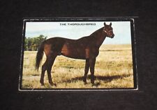 1974 Kellogg's Sugar Pops Horse Trading Cards The Thoroughbred picture