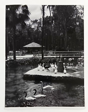 1960s Homosassa Springs Florida Waterfowl Area Swans Ducks Vintage Press Photo picture