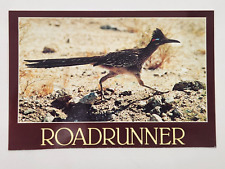 Postcard The Roadrunner Clown of the Desert Unposted Petley Studios picture