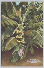 VINTAGE POSTCARD BANANA TREE SHOWING BUD AND FRUIT BERMUDA CARIBBEAN c1940 - B3 picture