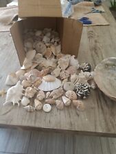 Large Lot Of Seashells Everything In Pictures  picture