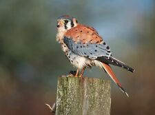 AMERICAN KESTREL 8X10 GLOSSY PHOTO IMAGE #3 picture