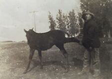 1912 Horse Kick - Elmore, Blue Earth, MN Antique Real Photo Postcard RPPC picture