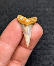 Beautiful Unique Mako Shark Tooth Bakersfield California Gem picture