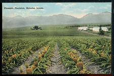 Early Pineapple Plantation Hawaiian Islands Vintage Postcard Island Curio Pub. picture
