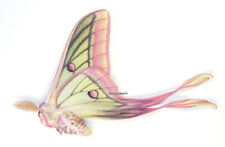 Unmounted Butterfly/Saturniidae - Graellsia isabellae x Actias dubernardi M2 picture