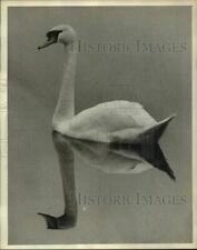 1972 Press Photo Swan just loafs around freely at Wantagh Parkway, Long Island picture