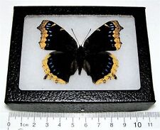 Nymphalis antiopa REAL FRAMED BUTTERFLY MOURNING CLOAK CALIFORNIA picture