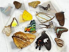 Real 10 Butterflies Colorful Dried Taxidermy Insect Collections Entomology Gift picture