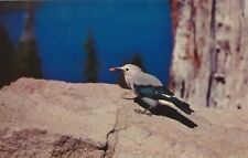 Clark's Nutcracker - Crater Lake National Park, Oregon bird In High Altitudes picture