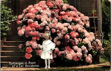 VINTAGE POSTCARD LITTLE GIRL IN FRONT OF HYDRANGES FLOWERS REDLANDS CALI 1908 picture