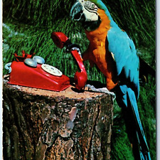 c1960s Miami Beach FL Parrot Jungle Bird Cage MAC Talking Bird Rotary Phone A230 picture