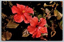  BEAUTIFUL TINTED HIBISCUS BLOOMING FLOWERS VTG POSTCARD picture