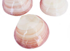 3 Polished Whole Tiger Clam Shell Pairs 3-4