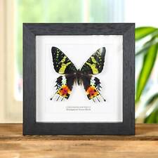 Madagascan Sunset Taxidermy Moth Frame (Chrysiridia rhipheus) picture