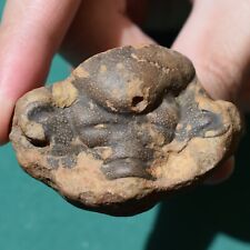 Extremely Rare Trilobite Fossil Francovichia francovichi Bolivia picture