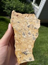 Yellow Moss Agate Lapidary Slice  picture