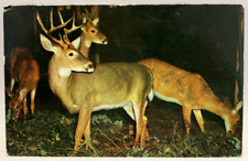 1958 Deer Herd, Meadville PA Pennsylvania Vintage Postcard picture