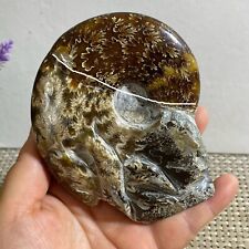 326g Rare natural polished Natural conch  specimens of Madagascar h266 picture
