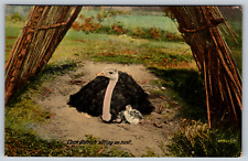 c1910s Cock Ostrich SItting on Nest Antique Baby Vintage Postcard picture
