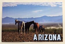  Postcard AZ: Arizona Horse Ranch picture