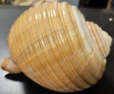 Tonna Shell Large Approximately 5.5