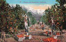 CA California, Oranges and Snowfields, Vintage Postcard picture
