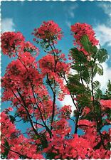 Beautiful Royal Poinciana Tree In Full Bloom And The Blue Skies Postcard picture