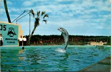 Vintage Postcard Splash Marineland FL-Florida Oceanarium Porpoise Plays Football picture